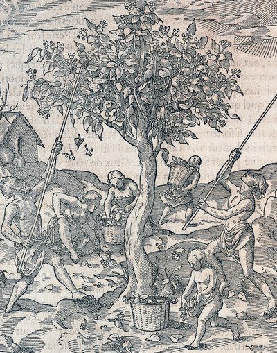 ジャワ島での胡椒の収穫、アンドレ・テヴェ（1504-1592）の『万国宇宙論』からの版画、パリ 作： Andre Thevet