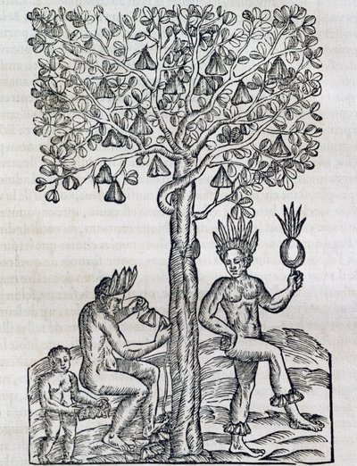 熱帯の薬用植物であるナナの実、アンドレ・テベ（1504-1592）の「万国宇宙論」の版画、パリ 作： Andre Thevet