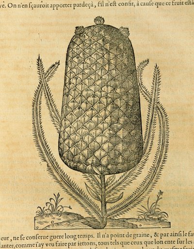 パイナップル（ananas comosus）、アンドレ・テベの版画 作： Andre Thevet