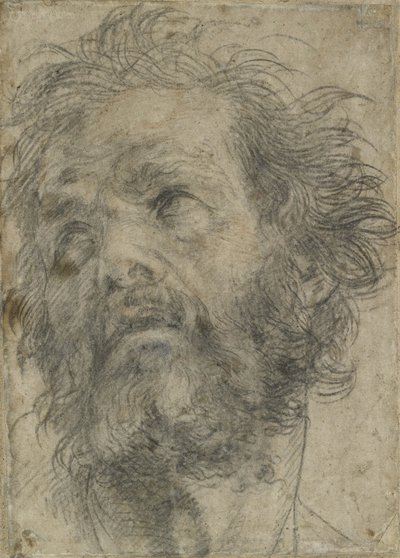 男の頭（紙に黒いチョーク） 作： Andrea del Sarto