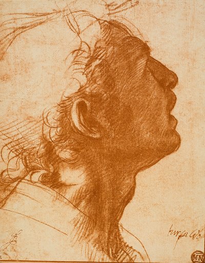 男性の頭 作： Andrea del Sarto