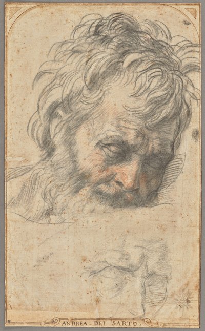 聖ヨセフの頭部の習作（レクト）；2つの脚の習作（裏面） 作： Andrea del Sarto
