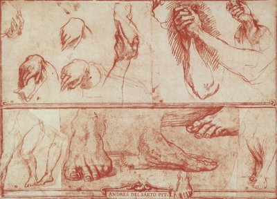 サンサルヴィの最後の晩餐のための手足の研究 作： Andrea del Sarto