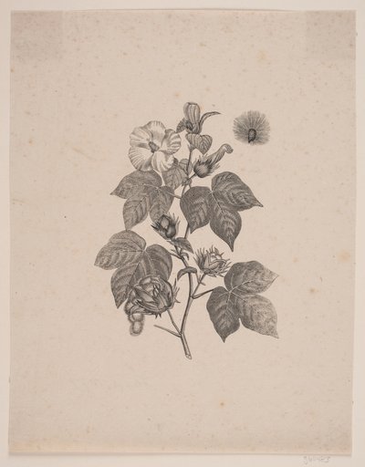 綿花 作： Andreas Flinch