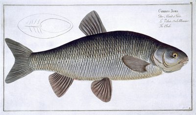 ガブリエルボデネール（1673-1766）によって刻まれた、マーカスエリサーブロッホ（1723-99）による「魚類学、または魚の一般的および特定の自然史」からのチャブ（キプロスイェーゼス）プレートVI発行c 作： Andreas Ludwig Kruger