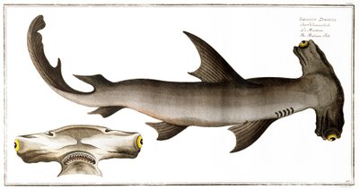 ハンマーヘッドシャーク（バランスフィッシュ）、ブラック発行、1790年頃（印刷） 作： Andreas Ludwig Kruger