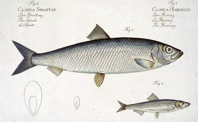 Marcus Elieser Bloch（1723-99）による「Ichthyologie、ou histoire naturelle generale et particuliere des poissons」からのニシン（Clupea Harengus）（図1）およびSprat（Clupea Sprattus）プレートXXIXの彫刻 作： Andreas Ludwig Kruger