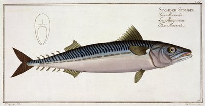 ガブリエルボデネール（1673-1766）、publ 作： Andreas Ludwig Kruger