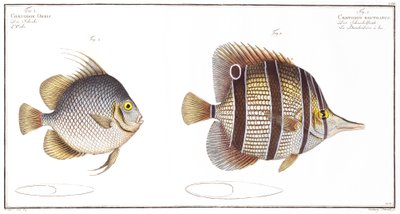 Orb fish：and Billed fish、published by Black、c.1790（print） 作： Andreas Ludwig Kruger
