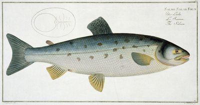 サーカス（サルモサラール）プレートXX、「魚類学、または魚の一般的および特定の自然史」、Marcus Elieser Bloch（1723-99）、Gabriel Bodenehr（1673-1766）によって彫刻、c 作： Andreas Ludwig Kruger