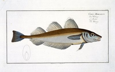 Marcus Elieser Bloch（1723-99）による「魚類学、または魚の一般的および特定の自然史」のホワイティング（Gadus Merlangus）プレートLXV、c.1785-99発行 作： Andreas Ludwig Kruger