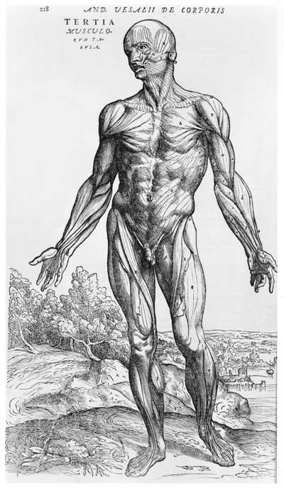 Andreas Vesaliusによる「The Human Body Device」（1514-64）、バーゼル、1543年の解剖学的研究 作： Andreas Vesalius