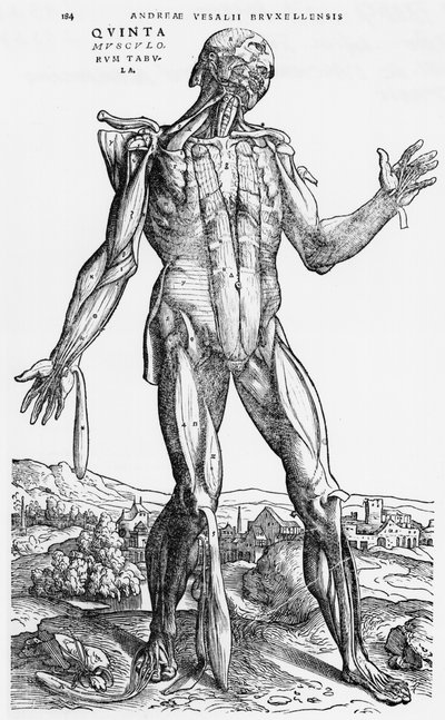 Andreas Vesaliusによる「The Human Body Device」（1514-64）、バーゼル、1543年の解剖学的研究 作： Andreas Vesalius