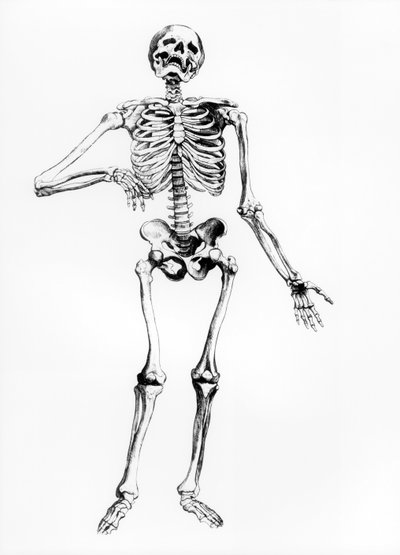 人間の骨格 作： Andreas Vesalius