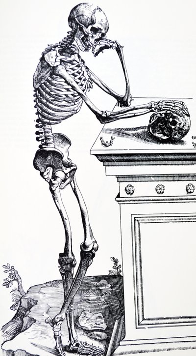 頭蓋骨を手にした人骨。ヴェサリウス著 "De Humani Corporis Fabrica "より。木こりの可能性：ヤン・フォン・カルカル 作： Andreas Vesalius