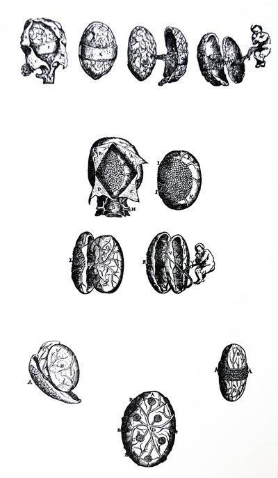 De Humani Corporis Fabricaの5冊目の版 作： Andreas Vesalius