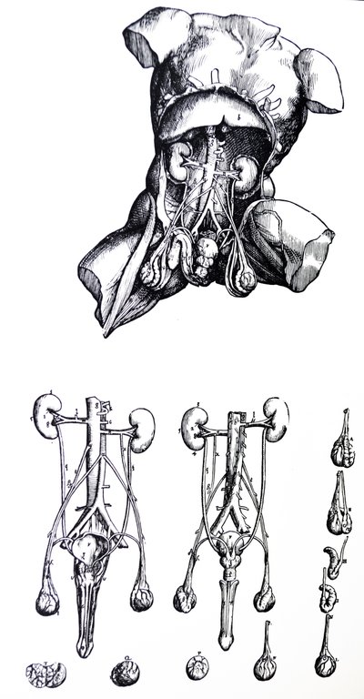 De Humani Corporis Fabricaの5冊目の版 作： Andreas Vesalius