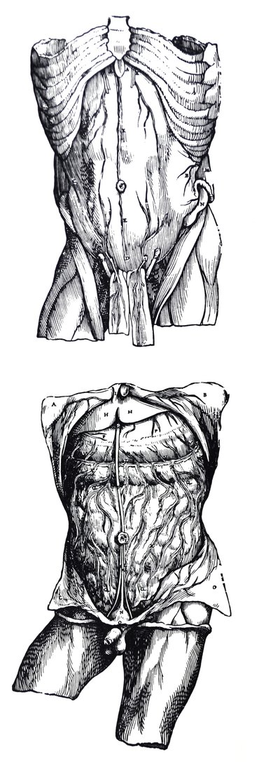 De Humani Corporis Fabricaの5冊目の版 作： Andreas Vesalius