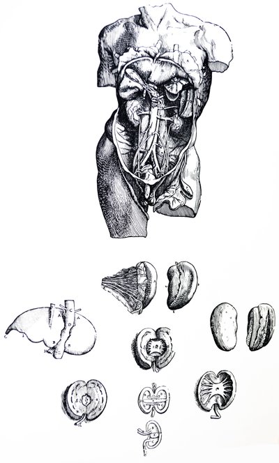 De Humani Corporis Fabricaの5冊目の版 作： Andreas Vesalius
