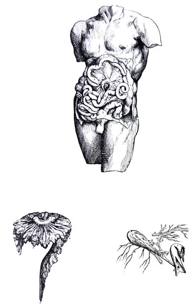 De Humani Corporis Fabricaの5冊目の版 作： Andreas Vesalius