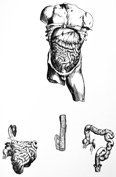 De Humani Corporis Fabricaの5冊目の版 作： Andreas Vesalius