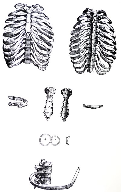 De Humani Corporis Fabricaの最初の本のプレート 作： Andreas Vesalius