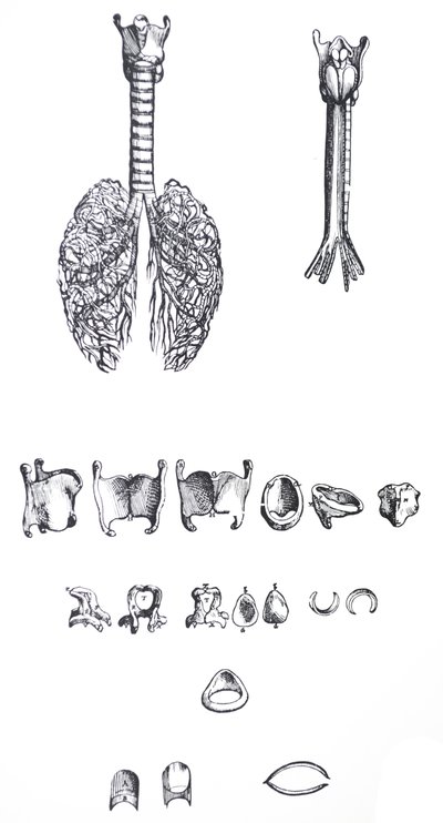 De Humani Corporis Fabricaの最初の本のプレート 作： Andreas Vesalius