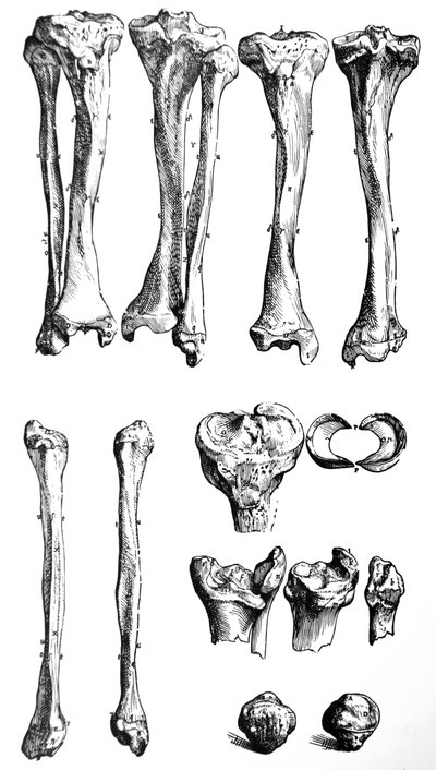 De Humani Corporis Fabricaの最初の本のプレート 作： Andreas Vesalius