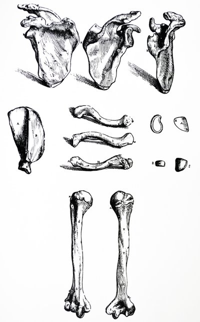 De Humani Corporis Fabricaの最初の本のプレート 作： Andreas Vesalius