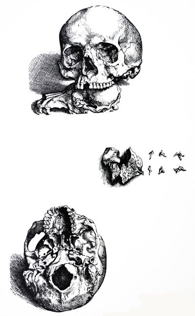 De Humani Corporis Fabricaの最初の本のプレート 作： Andreas Vesalius
