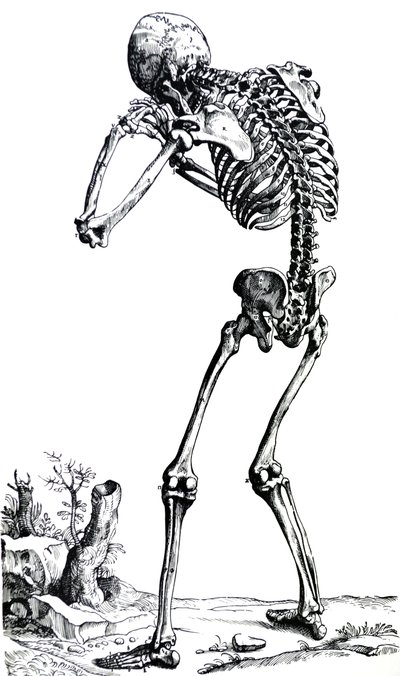 De Humani Corporis Fabricaの最初の本のプレート 作： Andreas Vesalius