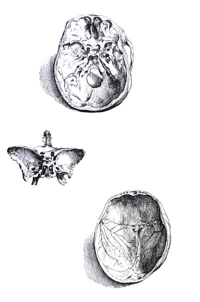 De Humani Corporis Fabricaの最初の本のプレート 作： Andreas Vesalius