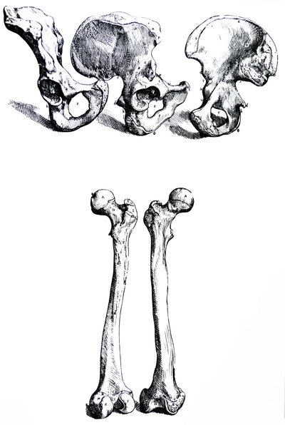 De Humani Corporis Fabricaの最初の本のプレート 作： Andreas Vesalius