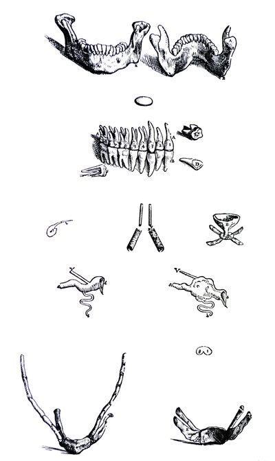 De Humani Corporis Fabricaの最初の本のプレート 作： Andreas Vesalius