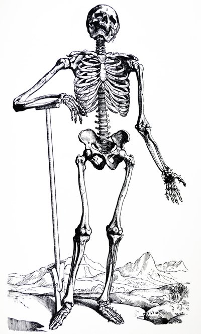 De Humani Corporis Fabricaの最初の本のプレート 作： Andreas Vesalius