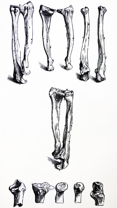 De Humani Corporis Fabricaの最初の本のプレート 作： Andreas Vesalius