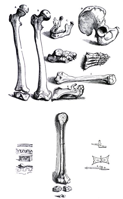 アンドレアスヴェサリウス作のデヒューマニコルポリスファブリカの最初の本のプレート（1514-1564） 作： Andreas Vesalius