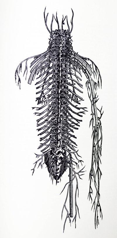 デヒューマニコルポリスファブリカの4冊目の版 作： Andreas Vesalius