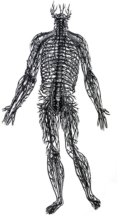 デヒューマニコルポリスファブリカの4冊目の版 作： Andreas Vesalius