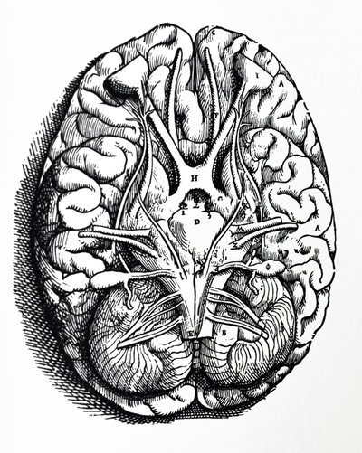 デヒューマニコルポリスファブリカの4冊目の版 作： Andreas Vesalius