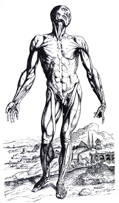 De Humani Corporis Fabricaの2冊目のプレート 作： Andreas Vesalius