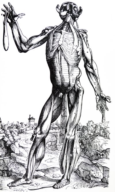 De Humani Corporis Fabricaの2冊目のプレート 作： Andreas Vesalius
