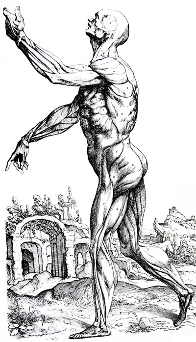 De Humani Corporis Fabricaの2冊目のプレート 作： Andreas Vesalius