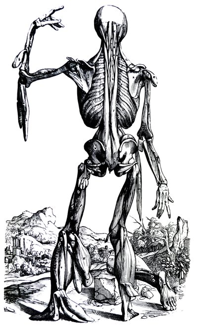 De Humani Corporis Fabricaの2冊目のプレート 作： Andreas Vesalius