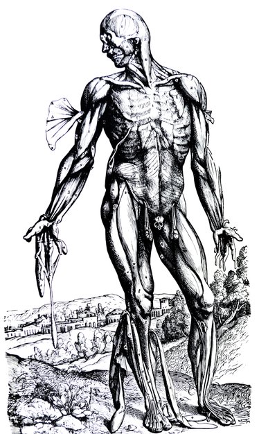 De Humani Corporis Fabricaの2冊目のプレート 作： Andreas Vesalius