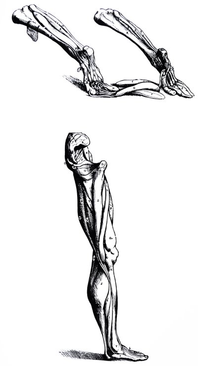 De Humani Corporis Fabricaの2冊目のプレート 作： Andreas Vesalius