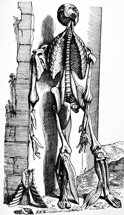 De Humani Corporis Fabricaの2冊目のプレート 作： Andreas Vesalius