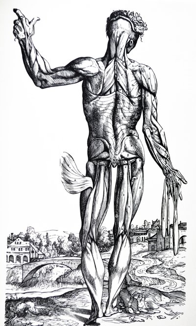 De Humani Corporis Fabricaの2冊目のプレート 作： Andreas Vesalius