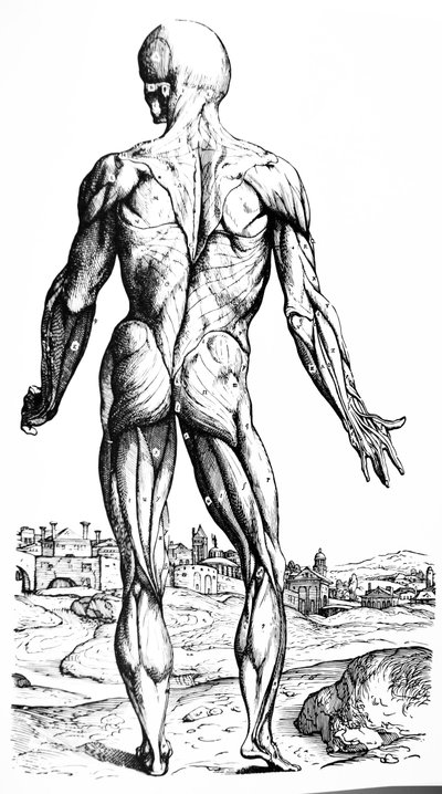 De Humani Corporis Fabricaの2冊目のプレート 作： Andreas Vesalius