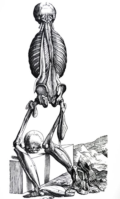 De Humani Corporis Fabricaの2冊目のプレート 作： Andreas Vesalius